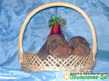 Объявление Таксы гладкошерстной шоколадные щенки