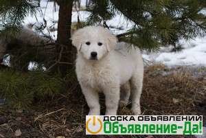 Объявление Щенки мареммо-абруцкой овчарки в Москве