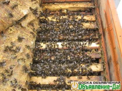 Объявление Пчелосемьи - пчелопакеты