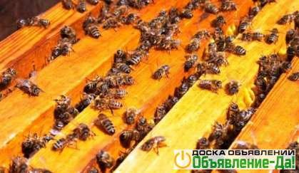 Объявление Пчелосемьи, среднерусской породы
