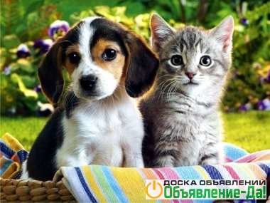 Объявление Передержка животных, собак и кошек в Подмосковье