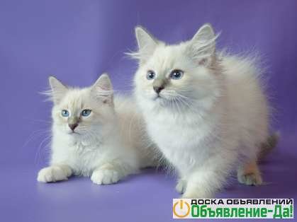 Объявление Невские маскарадные котята продаются.