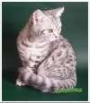 Британские пятнистые и мраморные коты из питомника