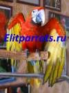 Гибрид попугаев ара Tropicana - птенцы выкормыши из питомников Европы