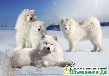 Объявление Щенки самоедкой собаки питомника Снежный Рифей