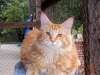 Шикарный красный котенок мейн-кун из питомника