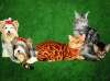 Бенгальские, абиссинские и котята мейн-куны, вязка с котами