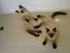 Чистопородные сиамские котята
