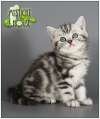 Британские котята сильвер тэбби с зелеными глазами