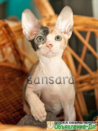 Объявление Котята породы Донской сфинкс продаются