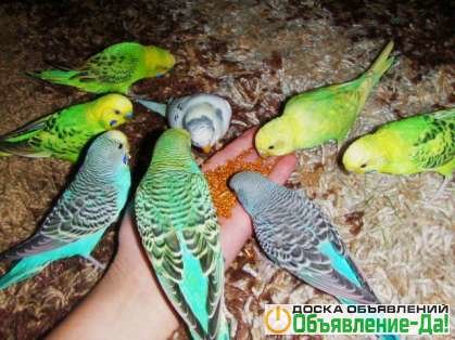 Объявление Волнистые попугаи(Самки)