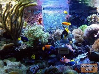 Объявление Морские аквариумные рыбы, кораллы, беспозвоночные