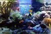 Морские аквариумные рыбы, кораллы, беспозвоночные