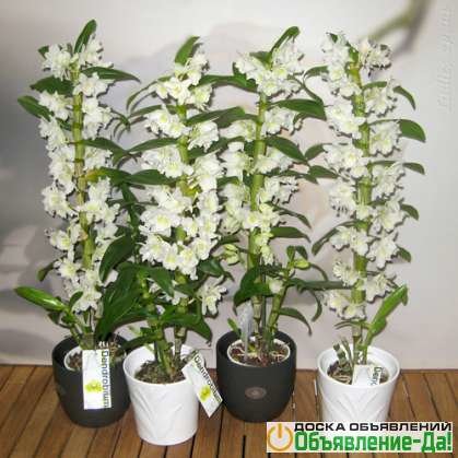 Объявление Орхидея дендробиум