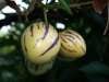 Пепино - дынная груша экзотическое растение
