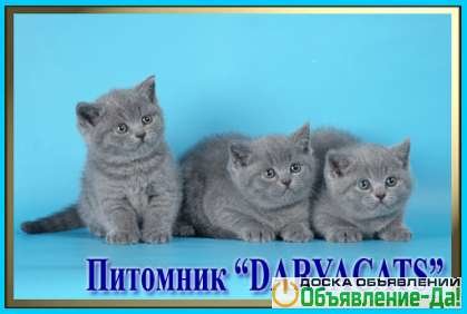 Объявление Британские котята питомника Daryacats 