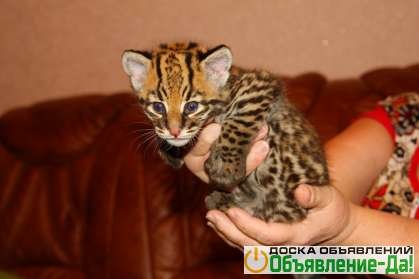 Объявление Продам котенка Оцелота (лат. Leopardus pardalis)