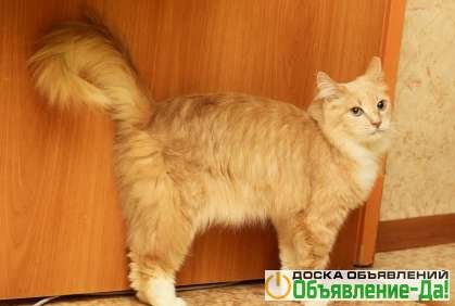 Объявление Ищет хозяев ласковый рыжий кот Джинджер со сложной судьбой и чудесным характером!