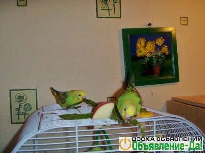 Объявление Волнистые попугаи(Птенцы Самки)