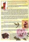 Объявление Растительные чаи из Западной Африки. Кинкелиба
