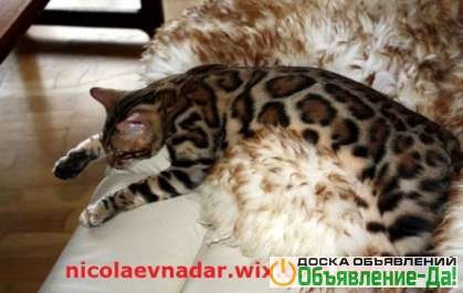 Объявление Шикарные бенгальские котята с подарками