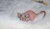Продам голых крысят Сфинкc дамбо 1.5 месяца