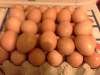 Яйца от домашних курочек