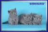 Британские котята голубая плюшевая классика из питомника Daryacats 