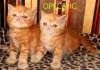 Экзотические котята красный мрамор