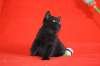  Элитные чистокровные клубные шотландские черные котята.