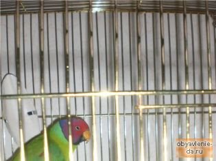 Объявление Продам ожерелового сливоголового попугая