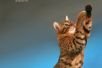 Бенгальские леопардовые котята – неповторимая экзотика в Вашем доме! 