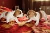Продаются очаровательные бело-рыжие щенки Джек Рассел