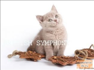 Объявление Лиловые и золотые британские котята питомника British Symphony .