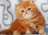 Клубные котята персидские и экзотические