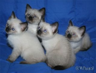 Объявление Продается котенок породы меконгский бобтейл