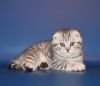 Продается клубный шотландский кот в Москве