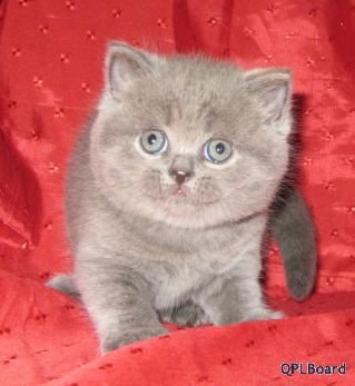 Объявление Продаются очаровательные британские котята в Москве