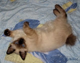 Объявление Продается котик породы меконгский бобтейл