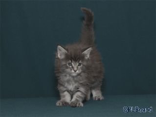 Объявление Питомник мейн кунов Crystal Voice предлагает котят