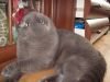 Вязка . Голубой шотландский вислоухий кот приглашает невест 