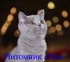 Британские котики голубого окраса из питомника Ivona
