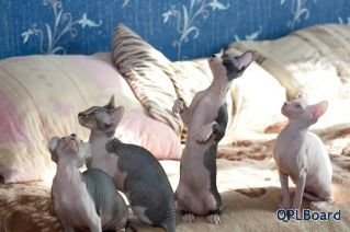 Объявление Котята канадского сфинкса - лысое чудо для домашнего уюта