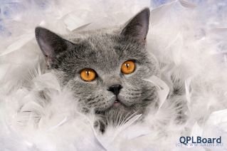 Объявление Британский котик голубого окраса