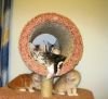 Котята Мейн Куны из питомника -выгодное предложение