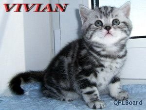 Объявление Британские котята черный мрамор на серебре из питомника VIVIAN.