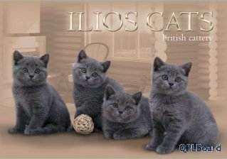 Объявление Британские котята голубые и черные Питомник Илиос Кэтс