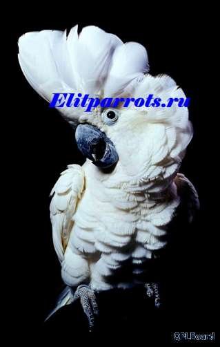 Объявление Белохохлый какаду (Cacatua alba) - ручные птенцы из питомников ФРГ