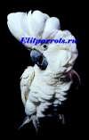Белохохлый какаду (Cacatua alba) - ручные птенцы из питомников ФРГ