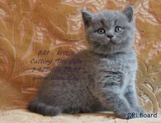 Объявление Британские котята от папы голубого британского кота